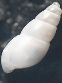 Odostomia sps